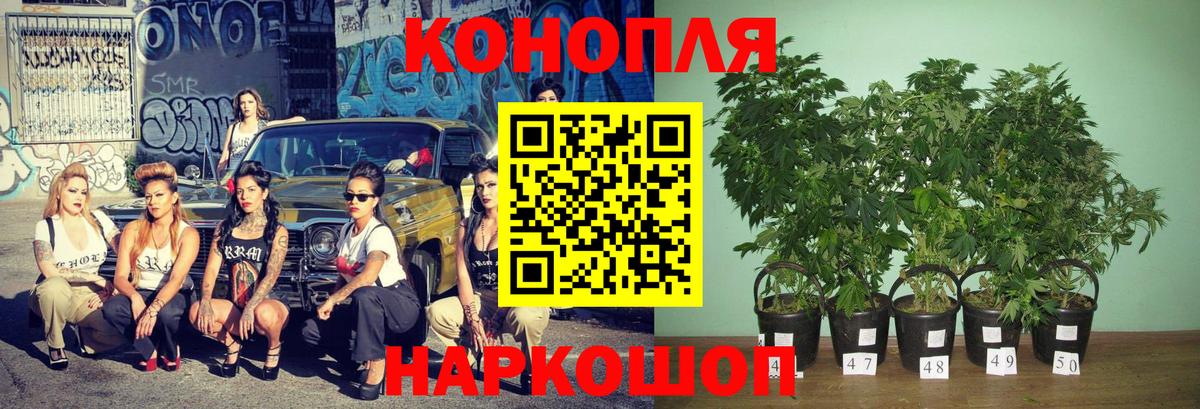 Шишки марихуана план  Бошки марихуана SATIVA & INDICA  Канабис конопля  Бошки марихуана тримм  Вход с VPN  Заводоуковск 